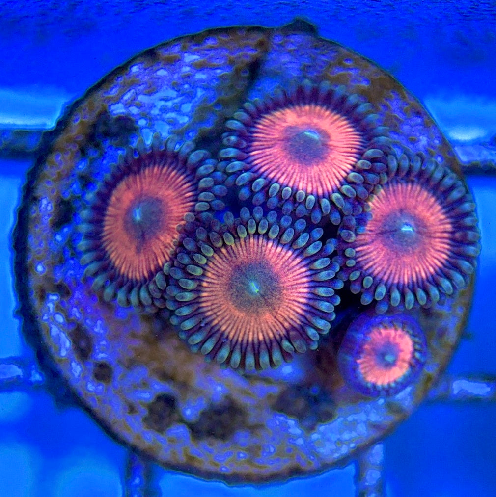 Indo Multicolor Zoa Size: M 0.75" to 1"