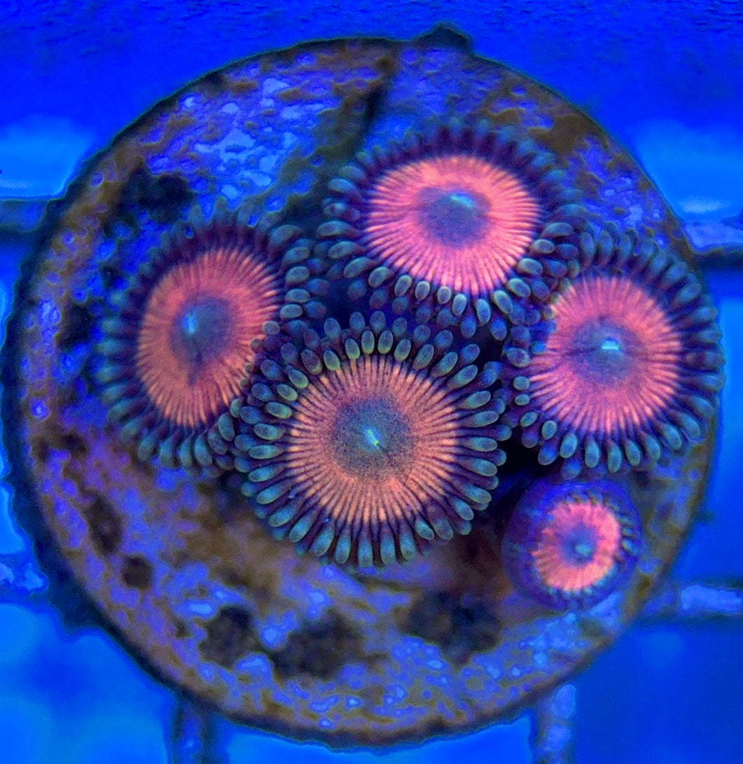 Zoas/Paly ZP061401 WYSIWYG