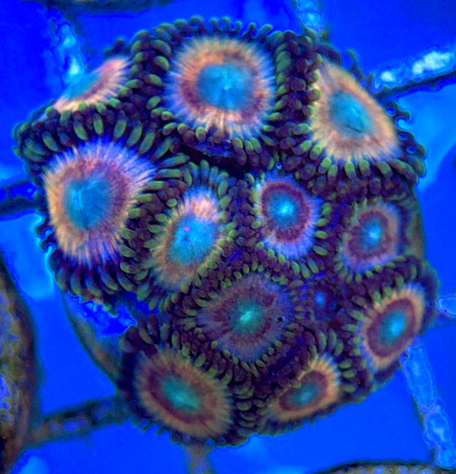 Zoas/Paly ZP061402 WYSIWYG