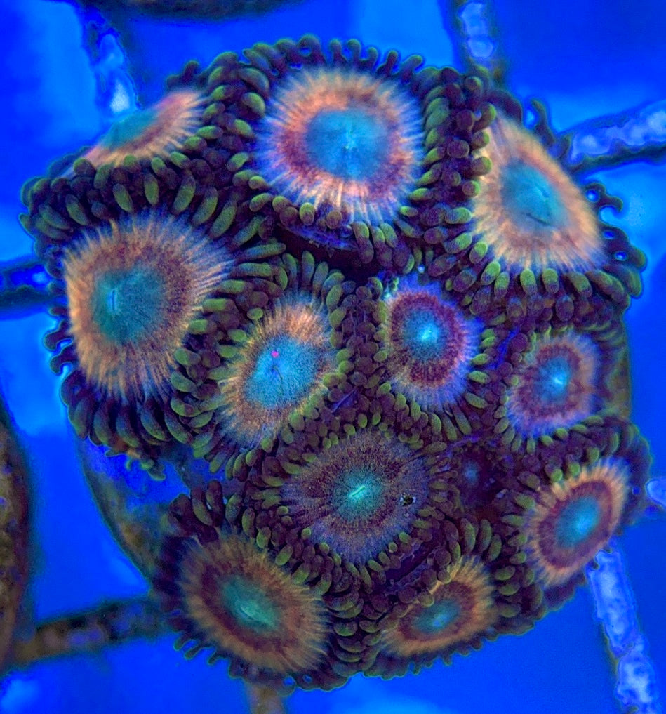 Zoas/Paly ZP061402 WYSIWYG