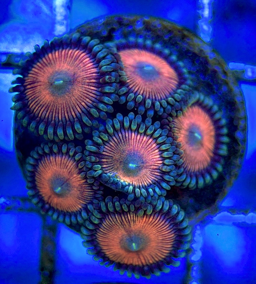 Zoas/Paly ZP061403 WYSIWYG