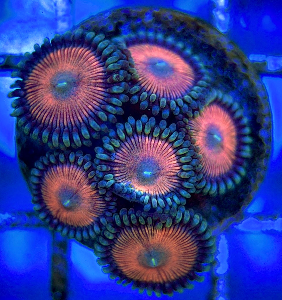 Zoas/Paly ZP061403 WYSIWYG