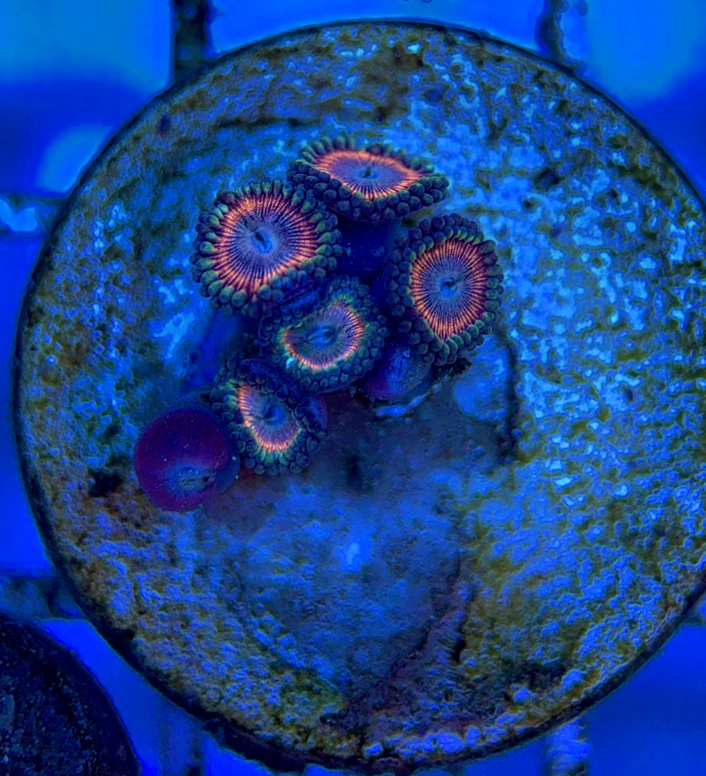 Zoas/Paly ZP061404 WYSIWYG