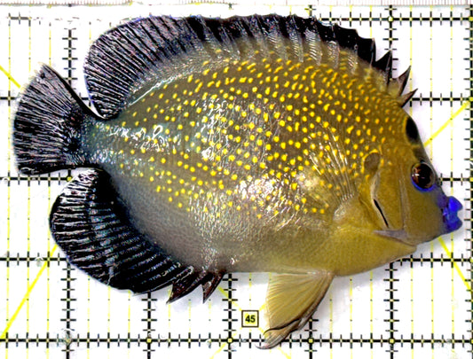 Goldflake Angelfish GA052701 WYSIWYG Size: XL 6" approx