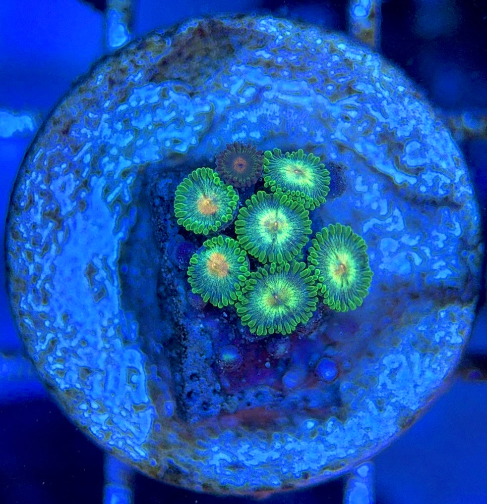 Zoas/Paly ZP061405 WYSIWYG