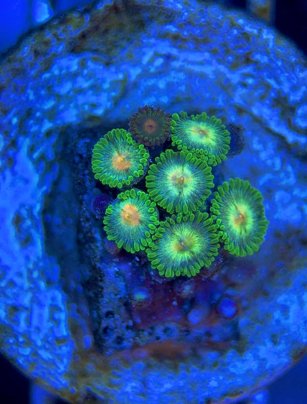Zoas/Paly ZP061405 WYSIWYG