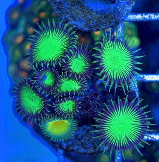 Zoas/Paly ZP061406 WYSIWYG