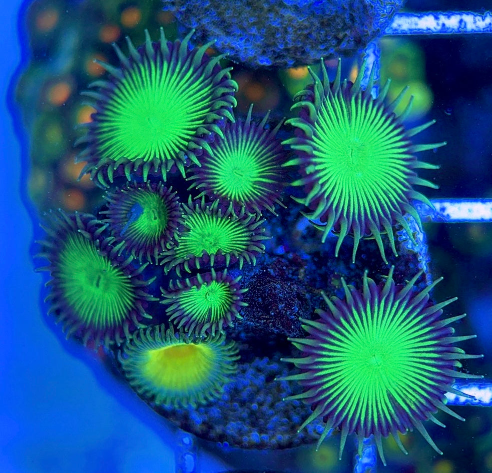 Zoas/Paly ZP061406 WYSIWYG