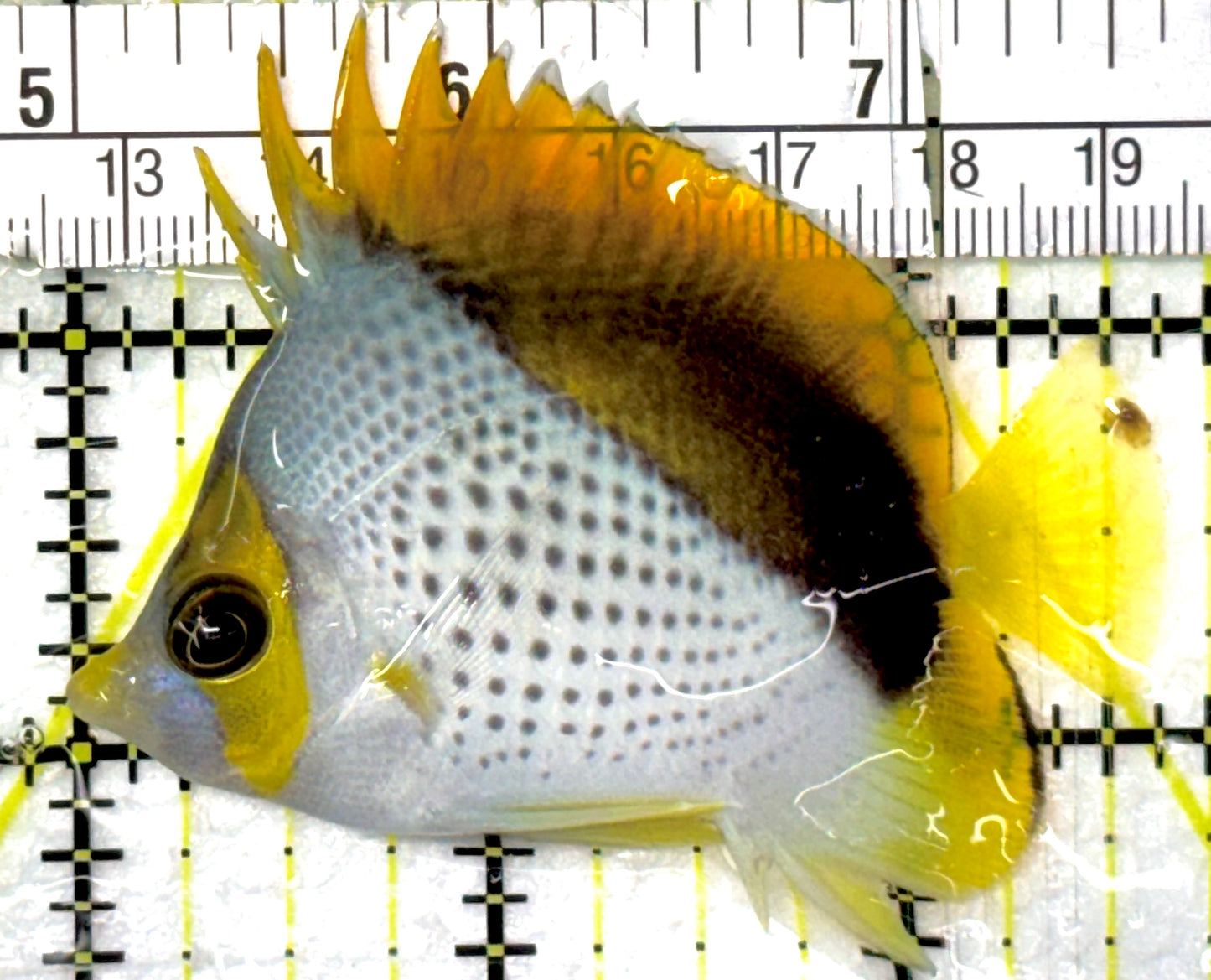 Declivis Butterflyfish DB052701 WYSIWYG Size: M 2.5" approx