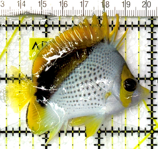 Declivis Butterflyfish DB052701 WYSIWYG Size: M 2.5" approx