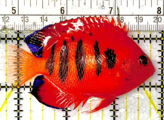 Flame Angelfish FA052702 WYSIWYG (Christmas Island, Super Red) Size: XL 3.25" approx