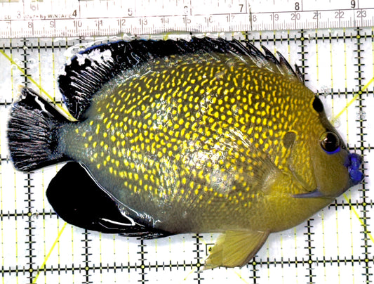 Goldflake Angelfish GA052702 WYSIWYG Size: XXL 6.5" approx