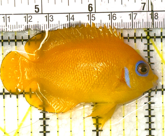 Lemonpeel Angelfish LA052701 WYSIWYG Size: M 3" approx