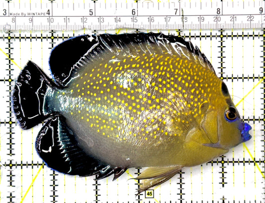 Goldflake Angelfish GA052703 WYSIWYG Size: XL 5.75" approx