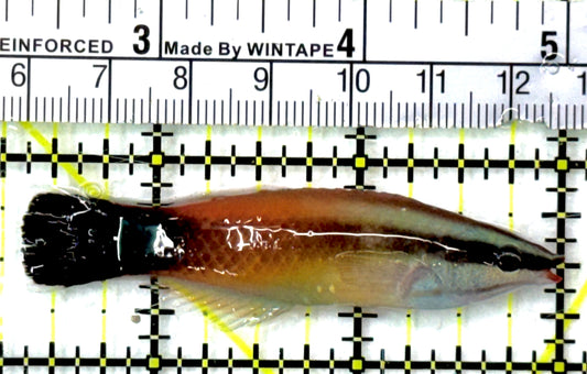 Rare Christmas Island Redlip Cleaner Wrasse RCIRCW052701 WYSIWYG Size: M 2.75" approx