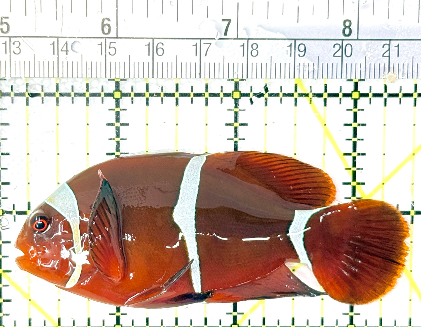 White Stripe Maroon Clownfish WSMC040401 WYSIWYG Size: L 3.5" approx