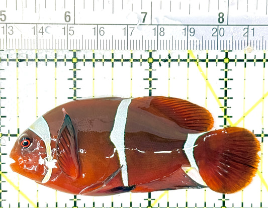 White Stripe Maroon Clownfish WSMC040401 WYSIWYG Size: L 3.5" approx
