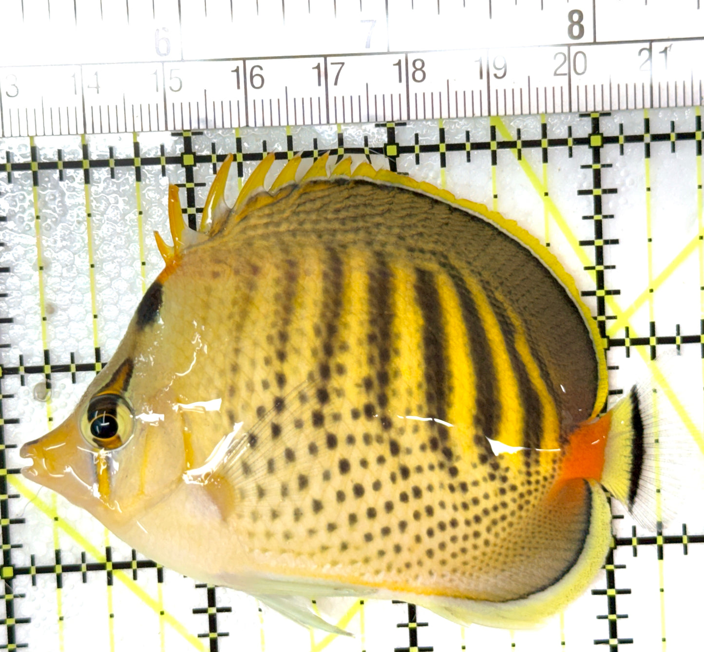 Punctato Butterflyfish PB040401 WYSIWYG Size: XL 4.25" approx