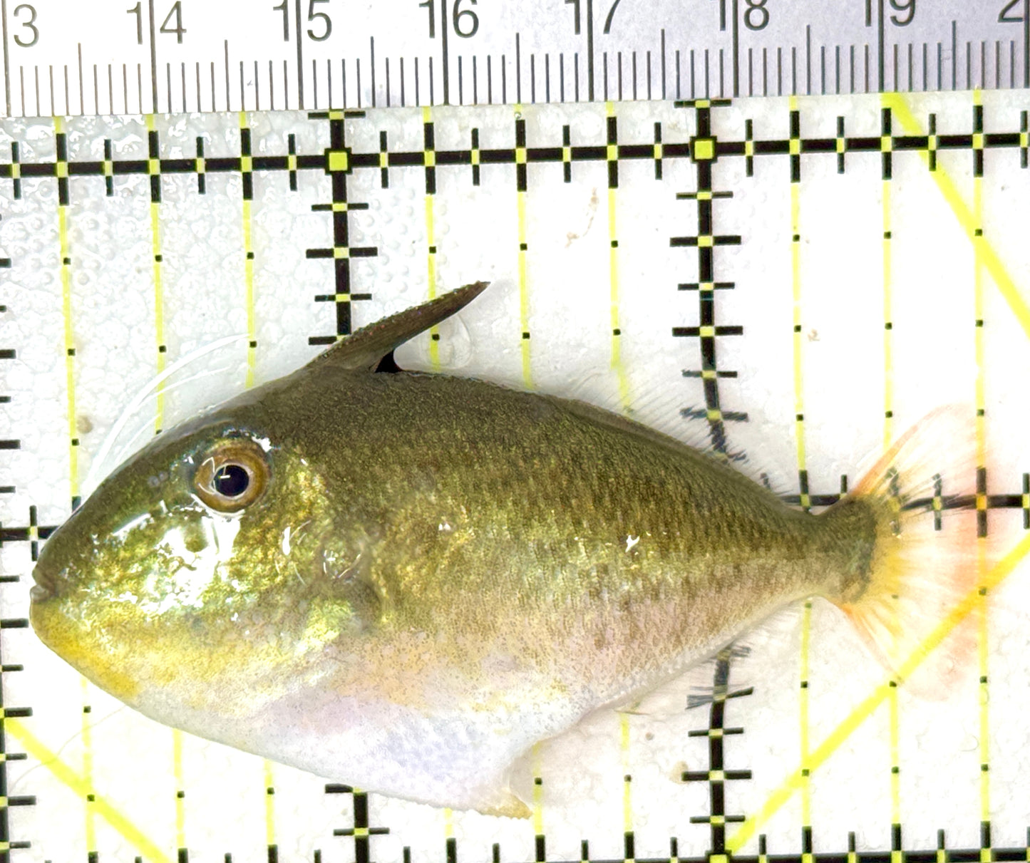 Goldenback Triggerfish Size: M (Juvenile 2" to 3.5") See Note - Violet Aquarium 