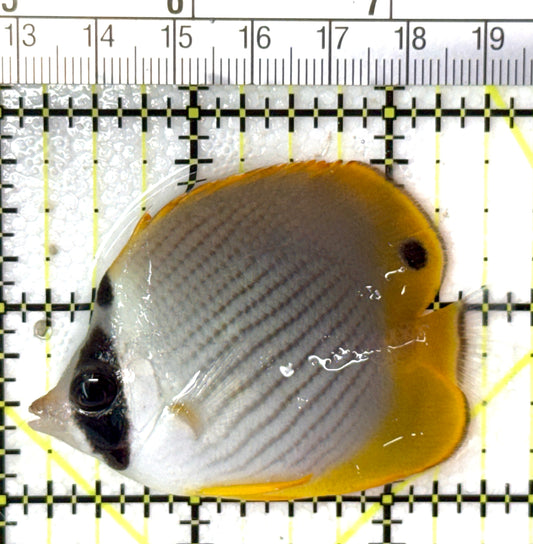 Philippine Panda Butterflyfish PPB040401 WYSIWYG Size: S 2.5" approx