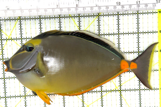 Naso Tang NT040401 WYSIWYG Size: XXXL/SHOW 8" approx