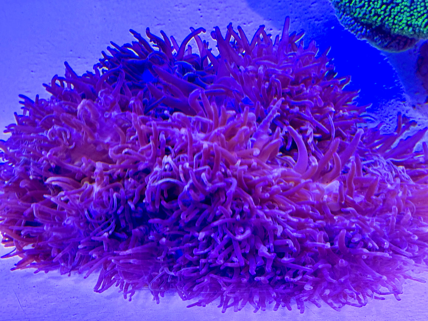 Purple Ritteri Anemone (Maldives Import) WYSIWYG PTRA062603 Size: XXXL/SHOW 16" and Above (Copy)