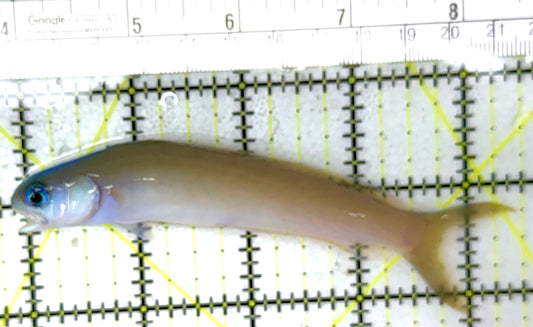 Blue Head Dusky Tilefish BHDT040501 WYSIWYG Size: L 4.75" approx