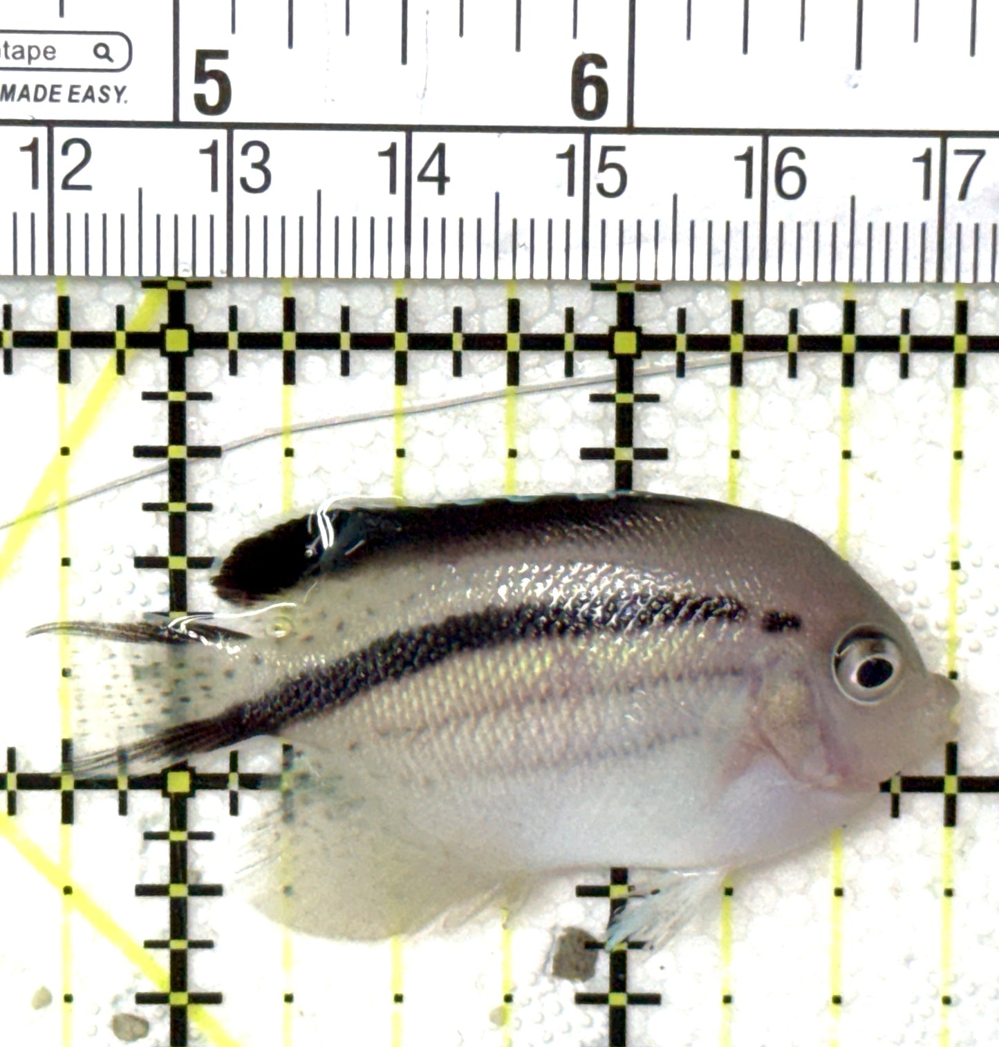 Lamarck Angelfish Female LAF040401 WYSIWYG Size: M 2" approx