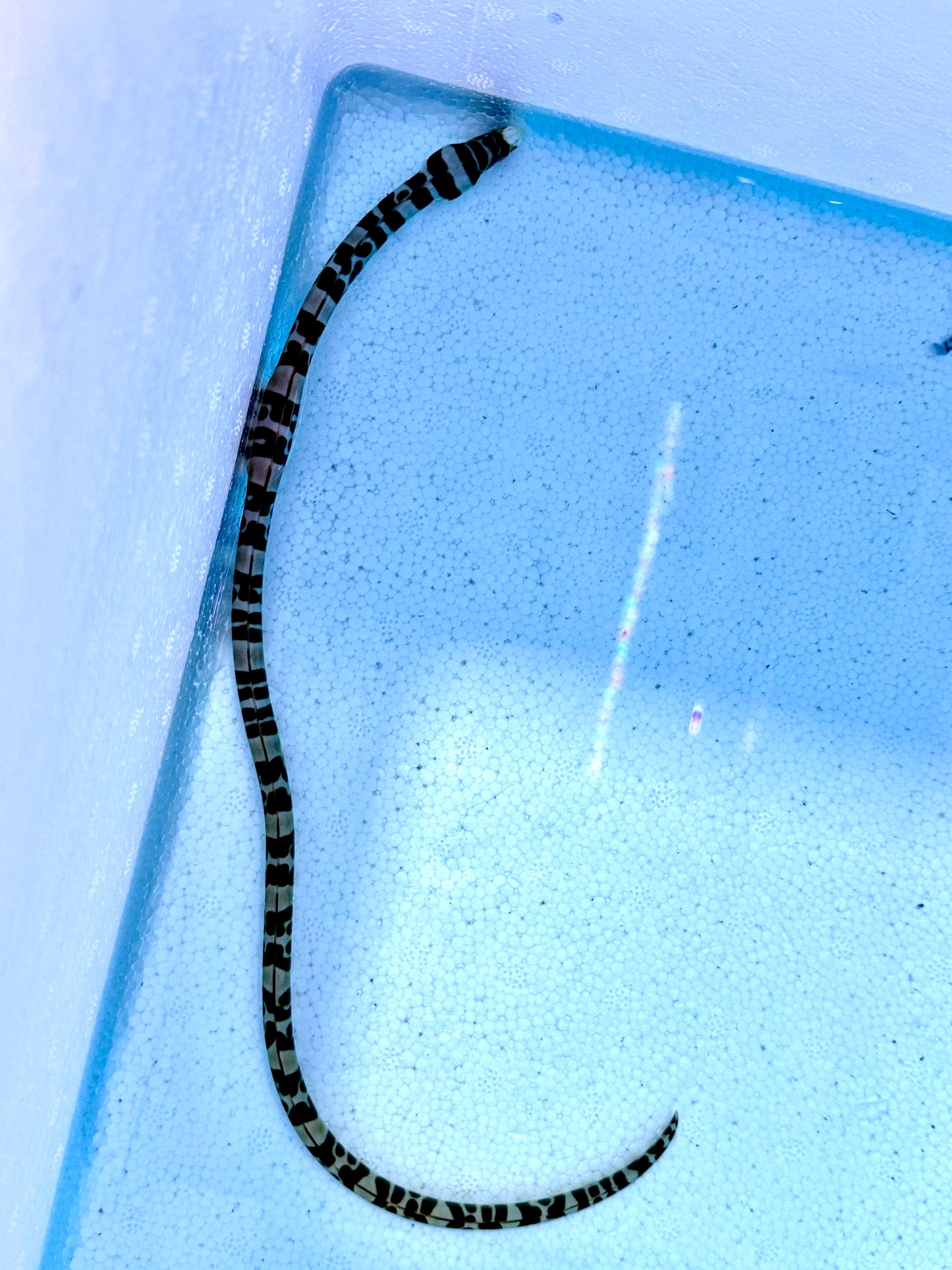 Unique Banded Snake Eel BNDSNK070101 WYSIWYG Size M: 10"-14"