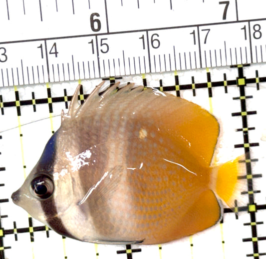 Klein's Butterflyfish KB040401 WYSIWYG Size: M 2” approx