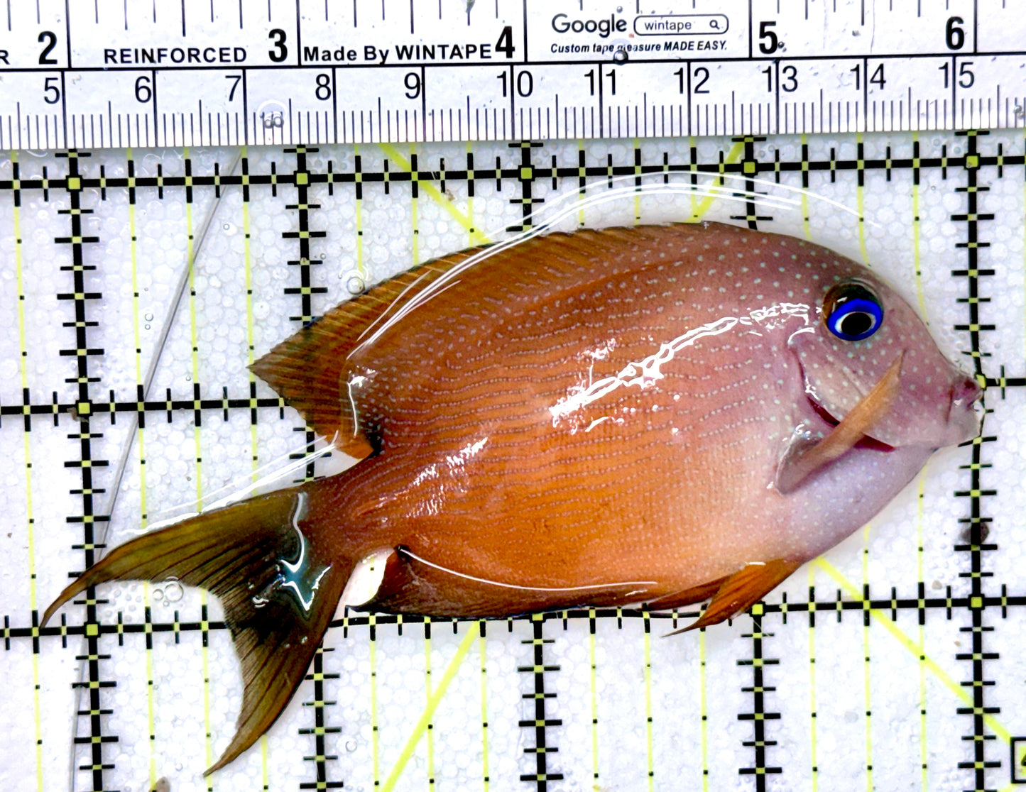 Blue Eye Kole Tang BEKT040401 WYSIWYG Size: L 4.25"