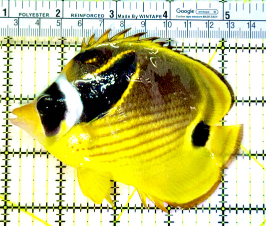 Raccoon Butterflyfish RB041301 WYSIWYG Size: ML 4.5"