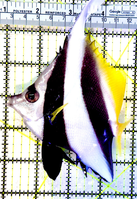 Heniochus Butterflyfish HB041302 WYSIWYG Size: L 4.25"