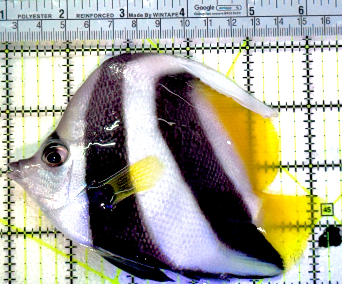 Heniochus Butterflyfish HB041301 WYSIWYG Size: XL 5.25"