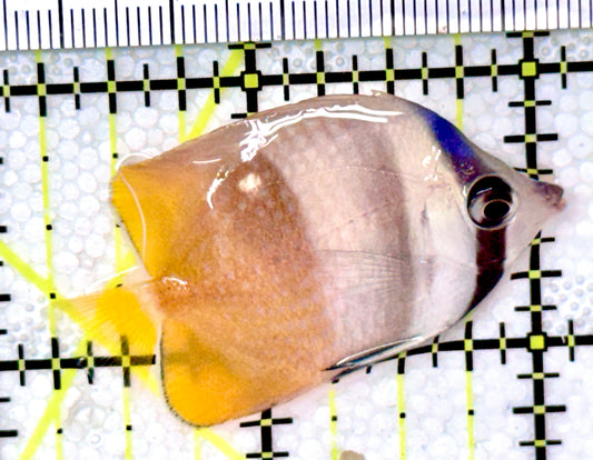 Klein's Butterflyfish KB040401 WYSIWYG Size: S 1.75”