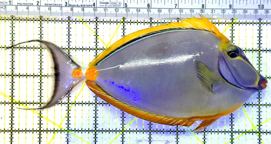 Blonde Naso Tang (Maldives Special Grade) BNT041301 WYSIWYG Size: XXL 9.5" approx