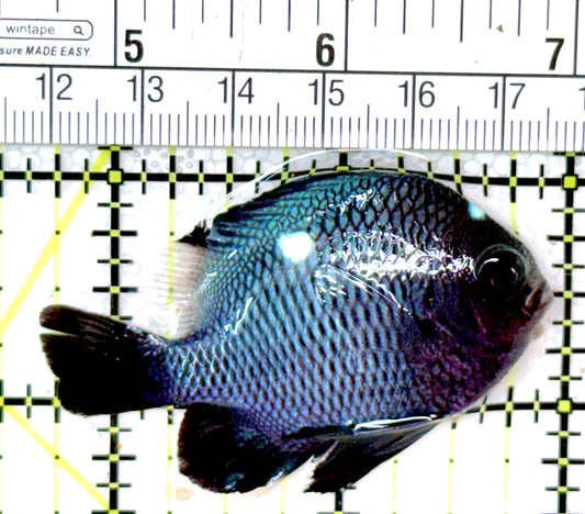 Domino Damselfish DD040401 WYSIWYG Size: XL 2.25"