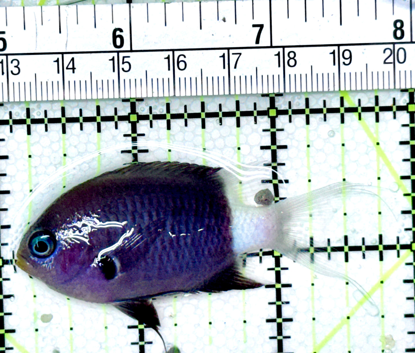 Bicolor Chromis BC040401 WYSIWYG Size: 2.75"
