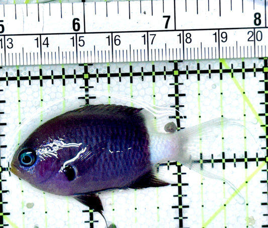 Bicolor Chromis BC040401 WYSIWYG Size: 2.75"