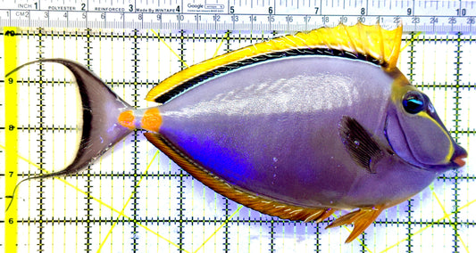 Blonde Naso Tang (Maldives Special Grade) BNT041303 WYSIWYG Size: XXL 9.75" approx
