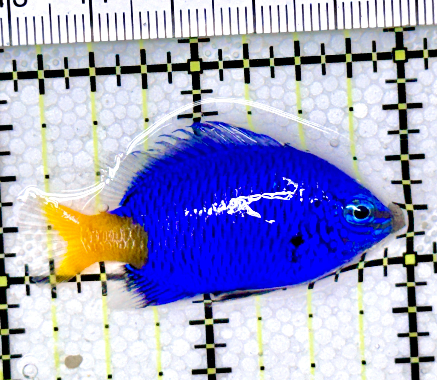Yellowtail Damselfish YD040401 WYSIWYG Size: 1.75"