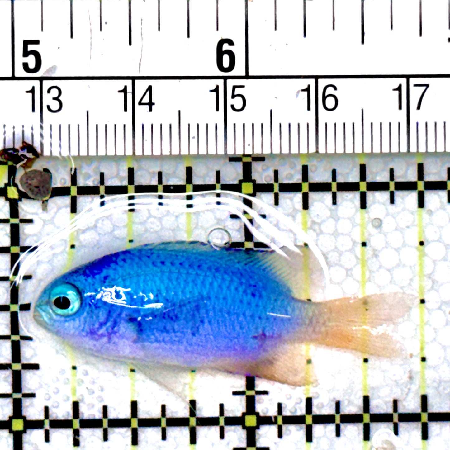 Allen's Damselfish AD040401 WYSIWYG Size: 1.75"