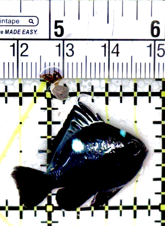 Domino Damselfish DD040402 WYSIWYG Size: S 1.25"