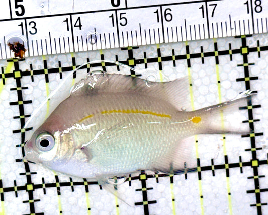 Orange Line Chromis OLC040401 WYSIWYG Size: 2"