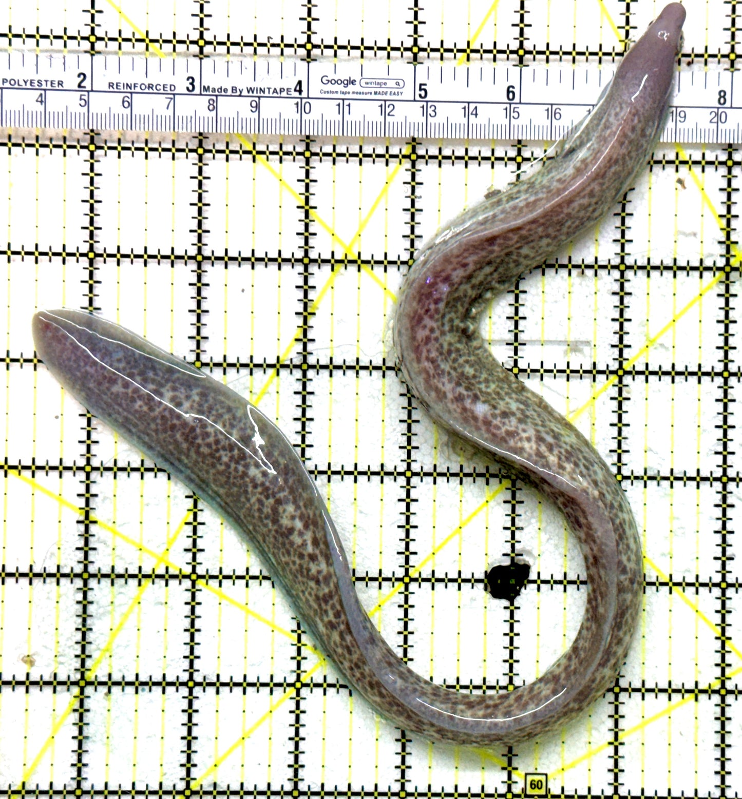 White Eye Moray Eel WEME041401 WYSIWYG Size: M 10" to 12" approx