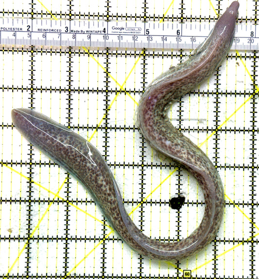 White Eye Moray Eel WEME041401 WYSIWYG Size: M 10" to 12" approx