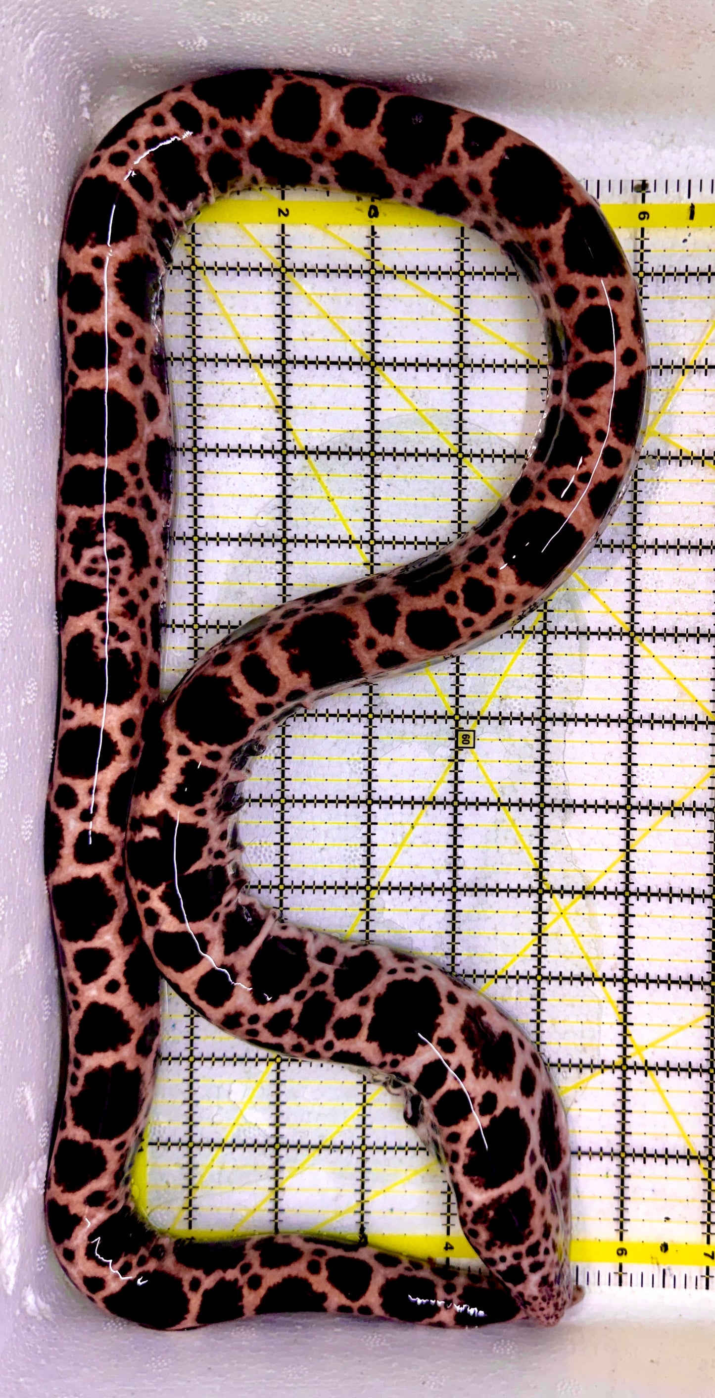 Rare Deepwater Pacific Snake Eel WYSIWYG PDPS041001 Size: XXXL/SHOW 36" to 44"