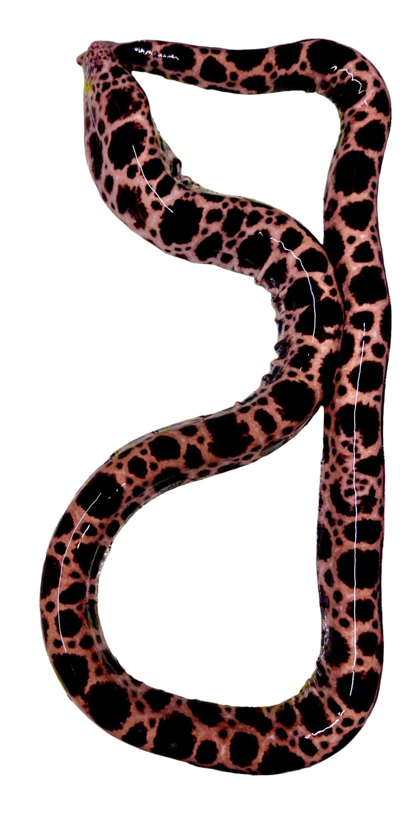 Rare Deepwater Pacific Snake Eel WYSIWYG PDPS041001 Size: XXXL/SHOW 36" to 44"