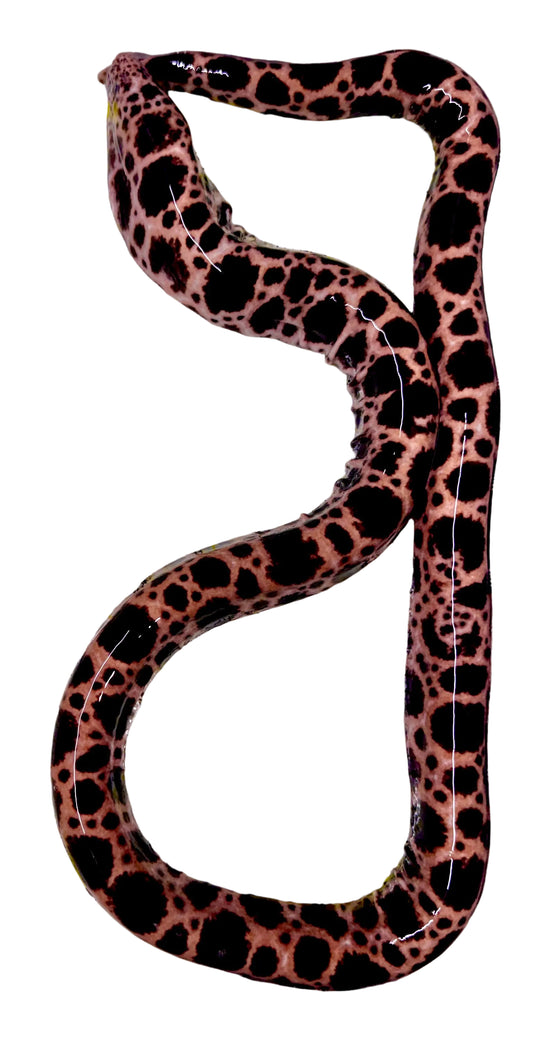 Rare Deepwater Pacific Snake Eel Size: XXXL/SHOW 36" to 44"