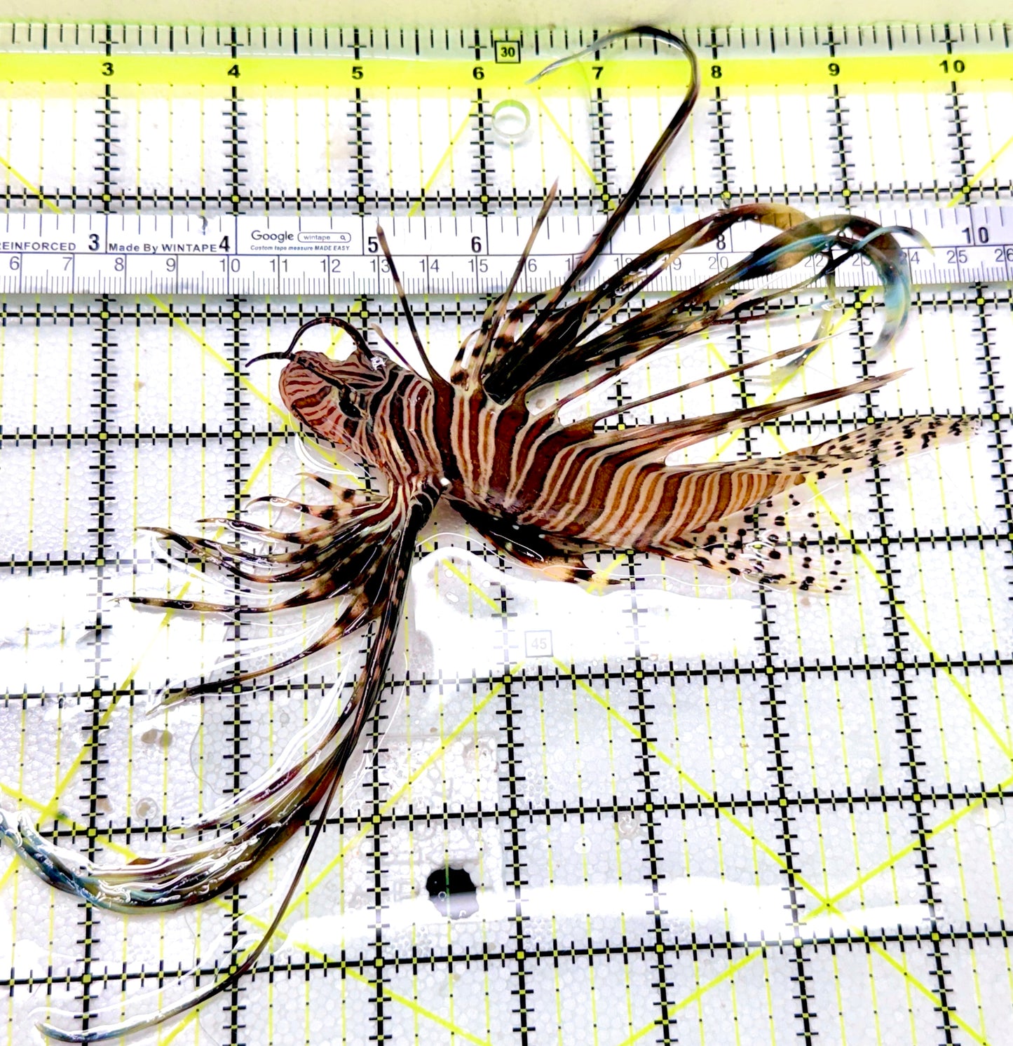 Black Volitan Lionfish BVL040402 WYSIWYG Size: XL 5.75"